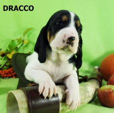 Dracco-3 tyden