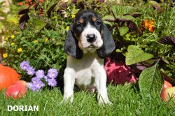 Dorian-4
