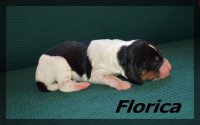 20 03 23 Florica