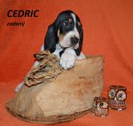 Cedric 1 - 7.tyden