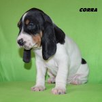 Cora - 4. tyden