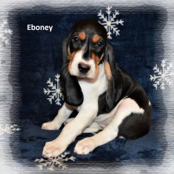 Eboney2 7 tyden
