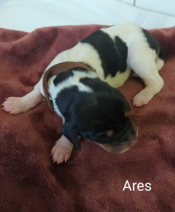Ares