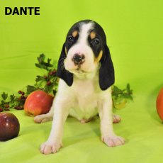 Dante-3 tyden