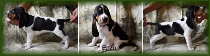 enzo kolaz