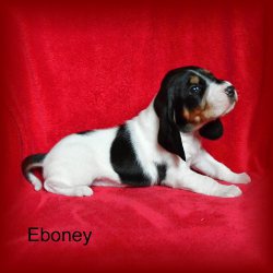 Eboney 3 tyden