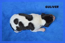 G Guliver 21 03 22 1