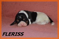 20 03 28 Fleriss