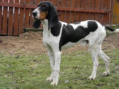 andras